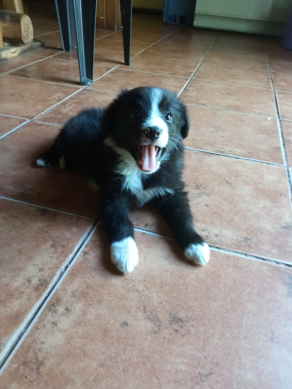 Imagen del Border Collie antigua