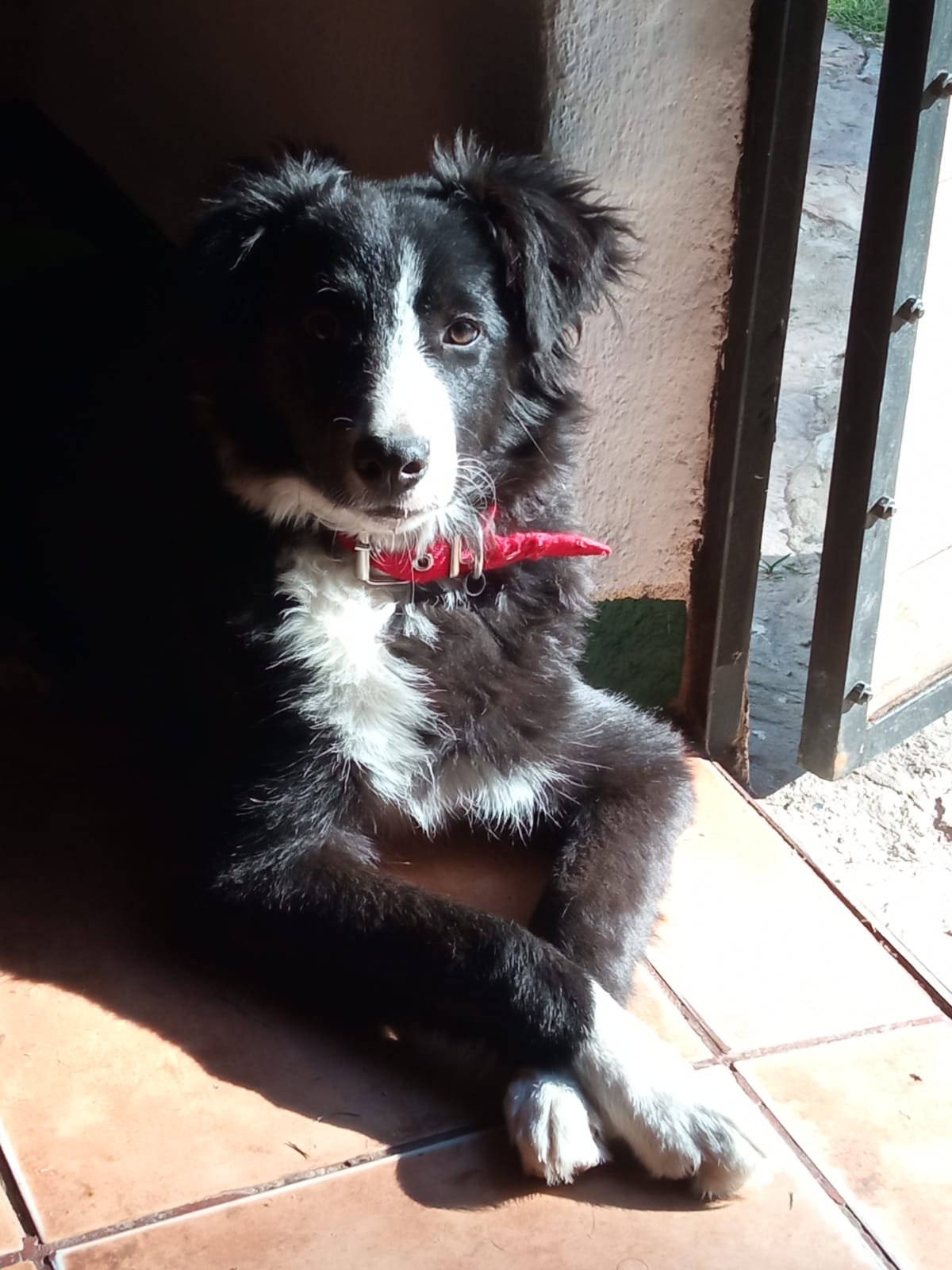 Imagen del Border Collie