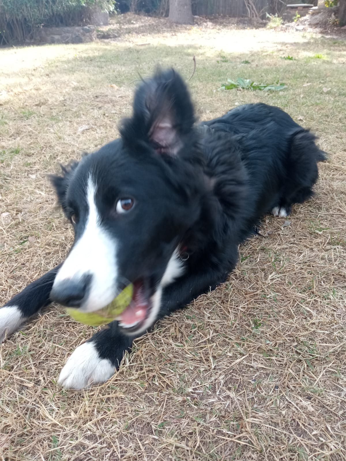 Imagen del Border Collie haciendo trucos